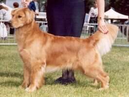 Chrysos Sweet Ginger Girl