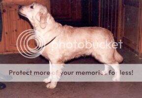Jako's Mascot