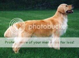 Smithaven Mile Hi Mist O'Gold EAC-V EJC-V Smithaven Mile Hi Mist O'Gold EAC-V EJC-V