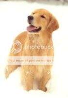 Gingerbread's Mt Laurel Gingerbread's Mt Laurel