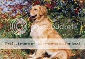 Heatherwood's Magic Moment Heatherwood's Magic Moment