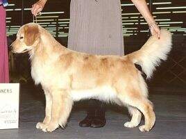 Sunkota's Westmont Chloe