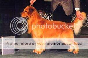 Karagold's Pristine Race N Tyme Karagold's Pristine Race N Tyme