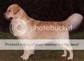 Loretto Rupert Of Stonemead Loretto Rupert Of Stonemead