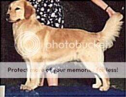 Ch. Gosling's Chantilly Lace