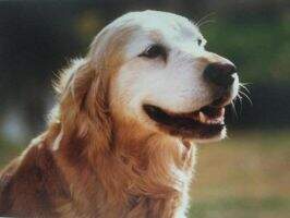UKC Ch. Kyrie Tycho Belvedere UKC Ch. Kyrie Tycho Belvedere