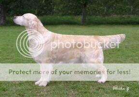 SU(U)CH NUCH Dewmist Savannah SU(U)CH NUCH Dewmist Savannah