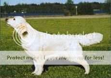 Norw. CH Dewmist Corindabella