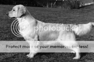 Norw. CH Dewmist Deirdre Dee Norw. CH Dewmist Deirdre Dee