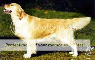 Camrose Betony Camrose Betony
