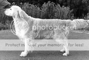 Gyrima Moongleam Gyrima Moongleam