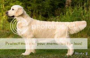 ChSwe Den Nor NordW-03 VWW-08 Styal Silksilla SweW-04 World Dog Show 2008 ChSwe Den Nor NordW-03 VWW-08 Styal Silksilla SweW-04 World Dog Show 2008