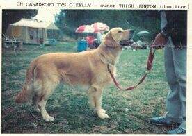 Casadeoro Tys O'Kelly