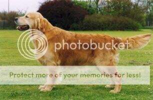 UK. CH. Rayleas Caluimn UK. CH. Rayleas Caluimn