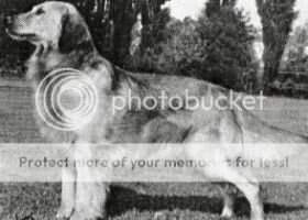 Golden Knoll's Duke of Hammett