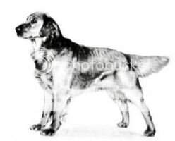 Indian Knoll's Colonel *** Indian Knoll's Colonel ***