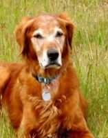 Semper Wasatch Rocky Mtn Kai *** Semper Wasatch Rocky Mtn Kai ***