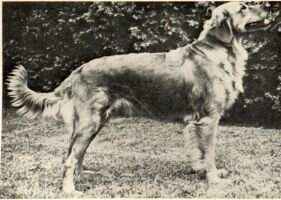 Goldendale's Belle Goldendale's Belle