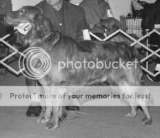 Betaberk's Rockcrest Apache *** Betaberk's Rockcrest Apache ***
