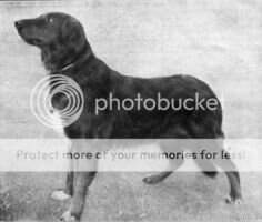 Ruebury Brindle Ruebury Brindle