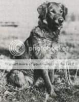 Dual CH. Tonkahof Esther Belle Dual CH. Tonkahof Esther Belle