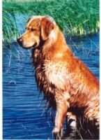 Thunderroad Lightning Strike Thunderroad Lightning Strike
