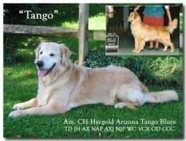 Hyegold Arizona Tango Blues Hyegold Arizona Tango Blues