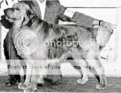 Cheyenne Golden's King John Cheyenne Golden's King John
