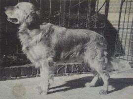 Dutch CH Bosco Brit W'53 '54 '56 '58