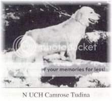 Camrose Tudina