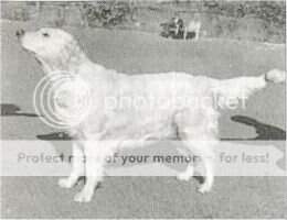 Camrose Evensky Camrose Evensky