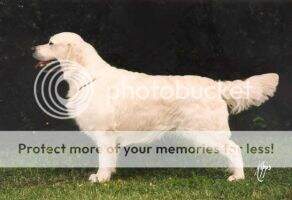Elswood The Highlander