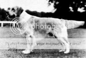 Darris Star Time Of Canina Darris Star Time Of Canina
