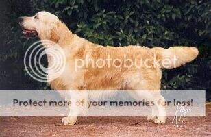 Channri Country Squire Channri Country Squire