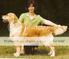 GB.CH Ritzilyn Barrow Boy For Messano JW, SGWC