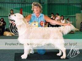 Tamarley Heavens Hero In Linoaks
