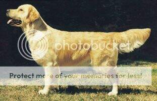 Vinecroft Princess Alice JW, RCC, SGWC