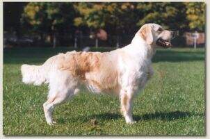 Dutch Ch. German Ch. VHD Ch. Luxembourg Ch. Charming Cornflake v.d. Beerse Hoeve Junior Winner Amsterdam 94 98 Dutch Ch. German Ch. VHD Ch. Luxembourg Ch. Charming Cornflake v.d. Beerse Hoeve Junior Winner Amsterdam 94 98