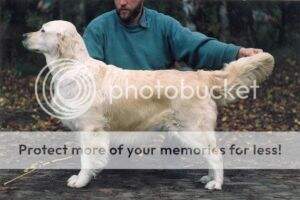 Dutch Ch. Westley Cathrina Dutch Ch. Westley Cathrina