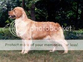 Thornelea's Forget Me Not Thornelea's Forget Me Not