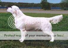 Styal Sylvester