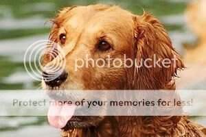 F.T.CH. Kroonkennel's Ulrike F.T.CH. Kroonkennel's Ulrike
