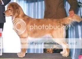 & Ch. Eirene Westmont's April One & Ch. Eirene Westmont's April One