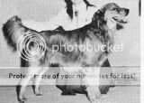 Cheyenne Golden's Sir William Cheyenne Golden's Sir William
