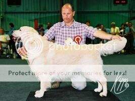 Gatchells Limerick to Lovehayne SGWC