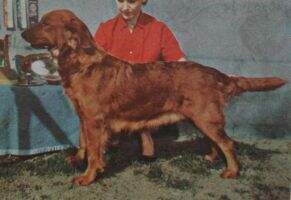 Valleyheart's Ginger Snap