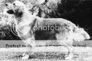 Fr. Dual CH. Swiss CH. CH. Amirene Intrepid Fr. Dual CH. Swiss CH. CH. Amirene Intrepid