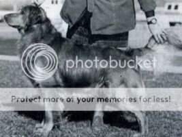 Trieven Sungold Buck Trieven Sungold Buck