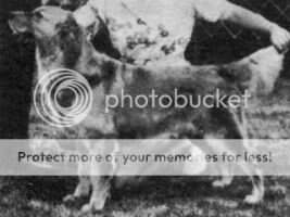 Malagold Beckwith Brite Opal