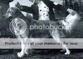Reddigold's Dignitary Reddigold's Dignitary